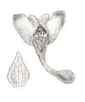 Calanthe truncata: Calanthe truncata J.J.Sm., drawing J.J. Smith, from Gjellerup 887