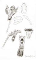 Dendrobium umbellatum: Dendrobium umbellatum (Gaudich.) Rchb.f. (as Dendrobium homochromum J.J.Sm.), drawing J.J. Smith, based on Janowsky 473
