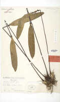 Dendrobium auricolor: Dendrobium auricolor J.J.Sm. var. major Schltr., isotype specimen: Schlechter 17042 (L)