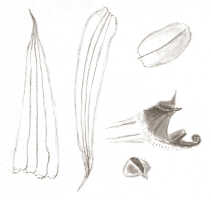 Bulbophyllum chloranthum: Bulbophyllum chloranthum Schltr. as Bulbophyllum macgregorii Schltr., floral analysis, drawing J.J. Smith, from Schlechter 16794