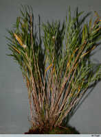 Agrostophyllum montanum: Agrostophyllum montanum Schltr., plant habit, photo Ed de Vogel, Leiden cult. 20030366 from Papua New Guinea, Central Prov.