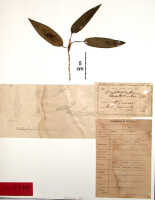 Bulbophyllum teretilabre: Bulbophyllum teretilabre J.J.Sm., herbarium sheet, Janowsky 198 (holotype specimen BO)