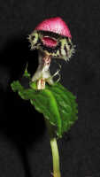 Corybas gibbifer: Corybas gibbifer (Schltr.) Schltr., photo Stephanie Pimm Lyon