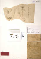 Corybas calliferus: Corysanthes callifera J.J.Sm., herbarium sheet, Versteeg 1328, isotype specimen (BO)