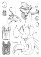 Bulbophyllum macrobulbum: Bulbophyllum macrobulbum J.J.Sm.,  J.J. Vermeulen, drawing, plant habit and flower analysis