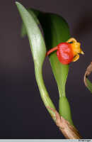 Mediocalcar versteegii: Mediocalcar versteegii J.J.Sm. subsp. versteegii, habit detail, photo E.F. de Vogel, Leiden cult. 20031508