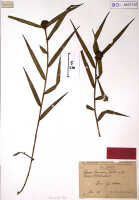 Glomera kaniensis: Glomera kaniensis Schltr., herbarium sheet, Schlechter 17758, isotype specimen (BO)