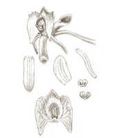 Crepidium verruculosum: overview picture