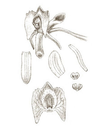 Crepidium verruculosum