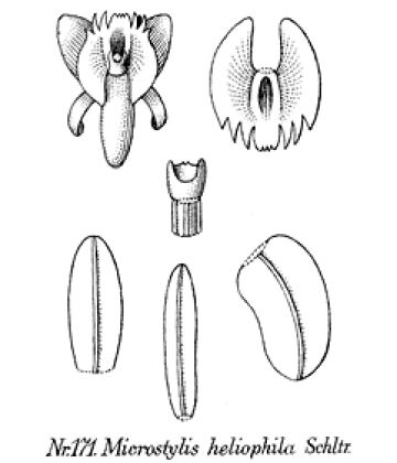 Crepidium heliophilum