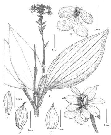 Calanthe devogelii
