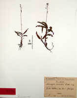 Crepidium undulatum: Crepidium undulatum (Schltr.) Szlach. (as Microstylis undulata Schltr.), herbarium sheet, Schlechter 16631 (isotype specimen BO)