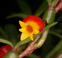 Mediocalcar decoratum: Mediocalcar decoratum Schuit., flower, oblique front view, photo John Cara, based on Cara cult. s.n., from PNG