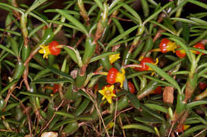 Mediocalcar decoratum: Mediocalcar decoratum Schuit., plant with flowers, photo John Cara, based on Cara cult. s.n., from PNG