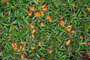 Mediocalcar decoratum: Mediocalcar decoratum Schuit., plant habit, photo John Cara, based on Cara cult. s.n.