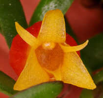 Mediocalcar decoratum: Mediocalcar decoratum Schuit., flower, front view, photo John Cara, based on Cara cult. s.n., from PNG