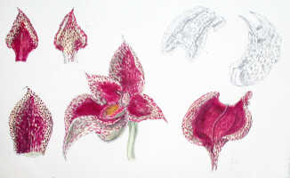 Bulbophyllum macrobulbum: Bulbophyllum macrobulbum Hort,draughtspersom  drawing collection Hortus Royal Botanical Gardens Kew