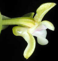 Dendrobium danipense: Dendrobium danipense Ormerod cf., flower, lateral view, photo and cult. Jeffrey Champion, plant from Tanah Papua, without locality