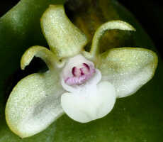 Dendrobium danipense: Dendrobium danipense Ormerod cf., flower, front view, photo and cult. Jeffrey Champion, plant from Tanah Papua, without locality 