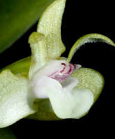 Dendrobium danipense: Dendrobium danipense Ormerod cf., flower, oblique lateral view, photo and cult. Jeffrey Champion, plant from Tanah Papua, without locality