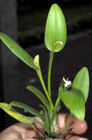 Dendrobium danipense: Dendrobium danipense Ormerod cf., plant habit, photo and cult. Jeffrey Champion, plant from Tanah Papua, without locality 