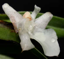 Agrostophyllum superpositum: Agrostophyllum superpositum Schltr. Flower, oblique lateral view. Photo by Ed de Vogel, based on Leiden cult. 20030347 (de Vogel & Vogel)