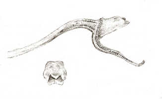Dendrobium platyclinoides: Dendrobium platyclinoides J.J.Sm., drawing J.J. Smith, based on Janowsky 71