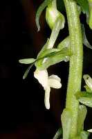 Calanthe micrantha: Calanthe micrantha Schltr., flower, lateral view, photo Jon Cara, from Papua New Guinea, Simbu Prov.