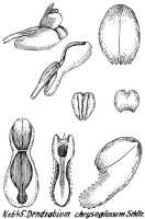 Dendrobium obtusum: Dendrobium obtusum Schltr. (as Dendrobium chrysoglossum Schltr.), drawing R. Schlechter in Repert. Spec. Nov. Regni Veg. Beih. 21 (1923) t. 173, fig. 645