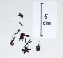 Calanthe englishii: Calanthe englishii Rolfe, detail of herbarium sheet, Giulianetti s.n. (1896), holotype (K)