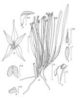 Bulbophyllum compressilabellatum: Bulbophyllum compressilabellatum P.Royen, Alp. Fl. New Guinea 2 (1979) 215, fig. 78, P. van Royen, drawing,  based on NGF (Vandenberg c.s.) 39780 (holo K; iso L, LAE)