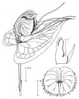 Corybas porphyrus: Corybas porphyrus P.Royen, draughtsperson not known, possibly Pieter van Royen, in Phanerog. Monogr. 16 (1983) 80, fig. 19