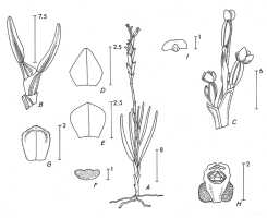 Octarrhena lorentzii: Octarrhena lorentzii J.J.Sm., as Octarrhena suborbicularis (J.J.Sm.) P.Royen, drawing P. van Royen in Alp. Fl. New Guinea 2 (1979) 757, fig. 262