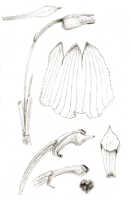 Mediocalcar geniculatum: Mediocalcar geniculatum J.J.Sm., floral analysis, drawing J.J. Smith, based on Gjellerup 533 p.p.