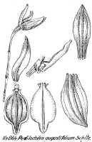 Bulbophyllum araiophyllum: Bulbophyllum araiophyllum J.J.Verm., Schuit. & de Vogel., as Pedilochilus strictifolium J.M.H.Shaw, floral analysis, R. Schlechter in Repert. Spec. Nov. Regni Veg. Beih. 21 (1928) t. 228, fig. 864