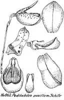 Bulbophyllum spaniostagon: Bulbophyllum spaniostagon J.J.Verm., Schuit. & de Vogel, as Pedilochilus pusillum Schltr., floral analysis, R. Schlechter in Repert. Spec. Nov. Regni Veg. Beih. 21 (1928) t. 227, fig. 862
