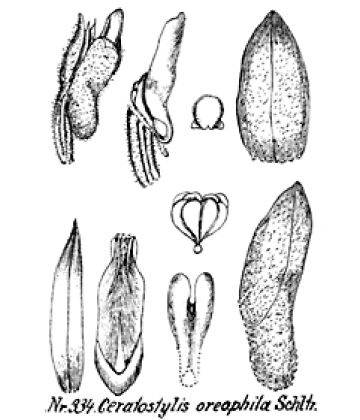 Ceratostylis oreophila