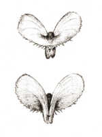 Corybas calliferus: Corybas calliferus (J.J.Sm.) Schltr., drawing J.J. Smith, from Versteeg 1328