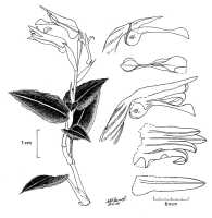 Odontochilus coerulescens: Odontochilus coerulescens (Schltr.) Yukawa (as Pristiglottis coerulescens (Schltr.) Cretz. & J.J.Sm.), habit and floral analysis, drawing N.H.S. Howcroft 102, from Mt. Kaindi