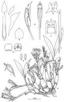 Dendrobium nebularum: Dendrobium nebularum Schltr., drawing by M. Bates in Notes Roy. Bot. Gard. Edinburgh 46 (1989) 246, fig. 27