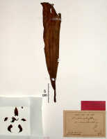 Bulbophyllum macrobulbum: Bulbophyllum macrobulbum J.J.Sm., herbarium sheet, Bogor cult. s.n. (? Exp. Lorentz Exp., Rachmat) (syntype specimen BO)
