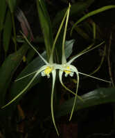 Dendrobium moiorum: Dendrobium moiorum Saputra, Schuit., Wanma & Naive, flowers, various views, cult. and photo Reza Saputra, from Indonesia, Papua Barat Prov., Sorong town, SE margin