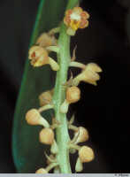 Robiquetia gracilistipes: Robiquetia gracilistipes (Schltr.) J.J.Sm. cf., inflorescence, photo P. O'Byrne, based on O'Byrne R020, from Papua New Guinea, without locality