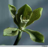 Grammatophyllum scriptum: Grammatophyllum scriptum (L.) Blume var. boweri (F.Muell.) Schltr., flower, photo P. O'Byrne, based on O'Byrne G250