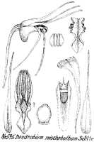 Dendrobium mischobulbum: Dendrobium mischobulbum Schltr., drawing R. Schlechter in Repert. Spec. Nov. Regni Veg. Beih. 21 (1923) t. 158, fig. 595