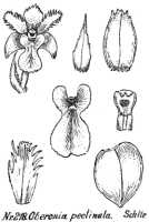Oberonia pectinata: Oberonia pectinata Schltr., drawing R. Schlechter in Repert. Spec. Nov. Regni Veg. Beih. 21 (1923) t. 61, fig. 218