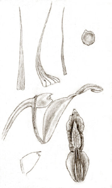 Dendrobium vanleeuwenii