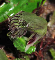 Corybas viridisepalus: Corybas viridisepalus S.P.Lyon, photo Stephanie Pimm Lyon, based on S.P. Lyon SPL 408 (holotype L)