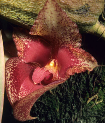 Bulbophyllum macrobulbum
