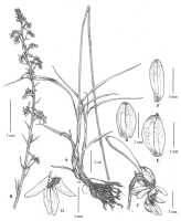 Calanthe poiformis: Calanthe poiformis P.J.Cribb, Ormerod & D.A.Clayton, Malesian Orchid Journal 8 (2011) 54, fig. 9. Drawn by Juliet Beentje from type: Brass 10858 (holo L; iso AMES).